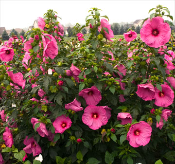 Hibiscus 'Jazzberry Jam' - гибискус многолетний РОЗОВЫЙ.