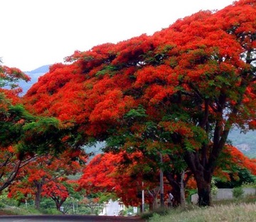 AFRICA FLAME - DELONIX REGIA - 3 СЕМЯНА