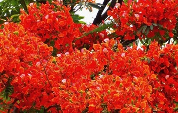 AFRICA FLAME - DELONIX REGIA - 3 СЕМЯ