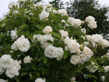 Rose pnaca creamy number--832a, фото
