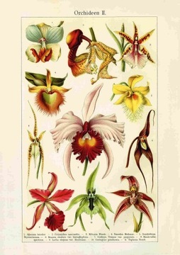 Rycina заводы цветы orchidee a2, фото