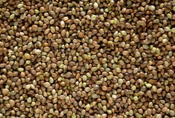 Seed cannabis for birds 1 bait on fishes - backlash, фото