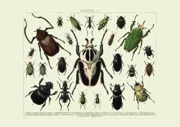 Rycina черви насекомые zuki a3, фото