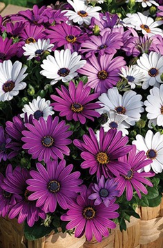 OSTEOSPERMUM Семена африканской ромашки микс цветов