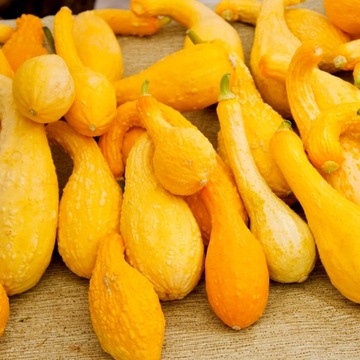 Nasiona DYNIA ŻÓŁTA Ozdobna Yellow Crookneck 1 g