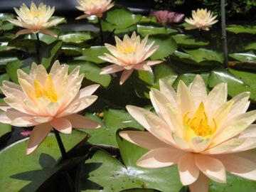 W26 Lilia wodna 'Barbara Dobbins' (Nymphaea)