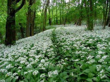 МЕДВЕДЬВЫЙ ЧЕСНОК, самая полезная пряность