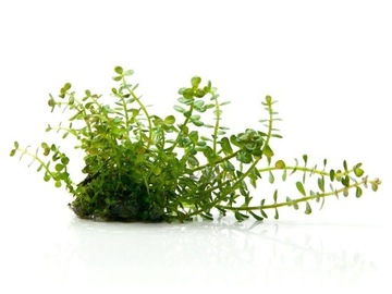 49. Rotala rotundifolia (indica) in vitro 10 ПК
