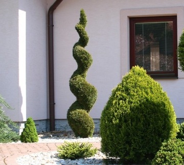 Thuja SZMARAGD zielony SPIRALA tuja 110-130cm C5