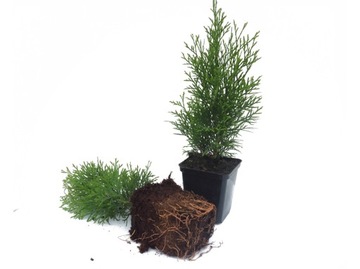 TUJA THUJA SMARAGD SZMARAGD KOMPLET 70 SADZONEK P9