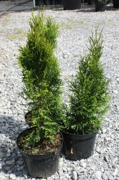 Tuja SZMARAGD thuja SMARAGD 50cm W DONICZCE