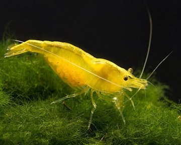 Krewetka Neocaridina Yellow - ŻÓŁTA akwa_fan