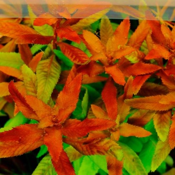 Rośliny do akwarium Proserpinaca Palustris rarytas