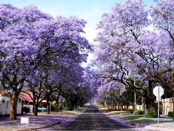 Paulownia purpurowa - carskie drzewko szczęścia.