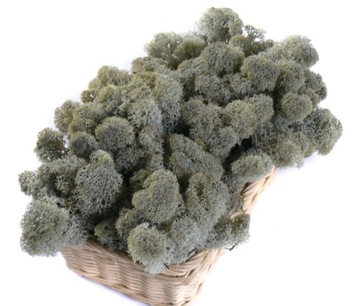 Мох REINDER CHROBOTEK 50г Серебристо-серый