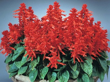 Szałwia błyszcząca, czerwona (Salvia splendts) 0,5