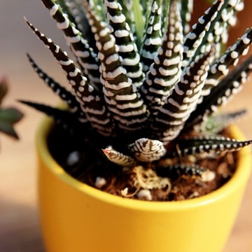 Haworthia fasciata BIG BAND sukulent wzór ZEBRA s