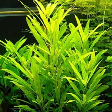 Hygrophila Siamensis Nadówka 53B