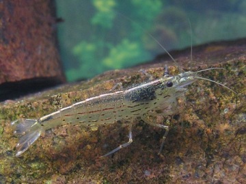 Креветка АМАНО для борьбы с водорослями AMANO SHRIMP