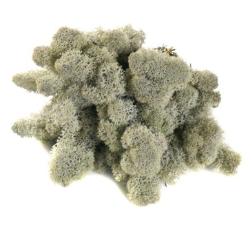 Mech CHROBOTEK RENIFEROWY 50g Silver Grey