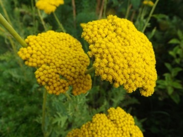 KRWAWNIK ŻÓŁTY, ACHILLEA, NASIONA - 100 szt