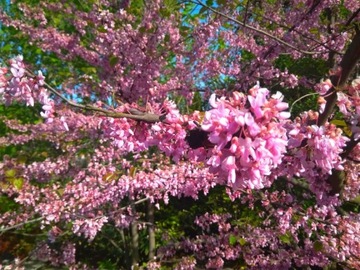 Judaszowiec kanadyjski Cercis DUŻA SADZONKA 60-100