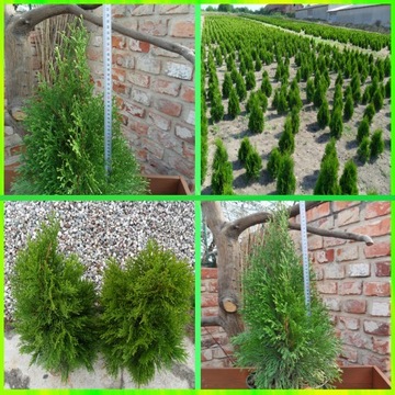 Żywotnik zachodni Thuja Szmaragd 50-60cm