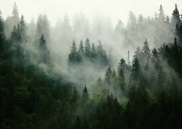 FOTOTAPETY NA WYMIAR LAS NATURA MGŁA MAX WYBÓR