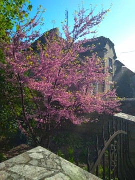 Judaszowiec kanadyjski Cercis DUŻA SADZONKA 60-100