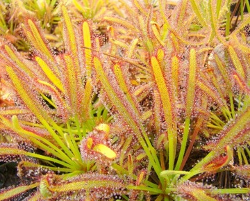 Росянка - Drosera Capensis типичная 50x!! Свежий!!