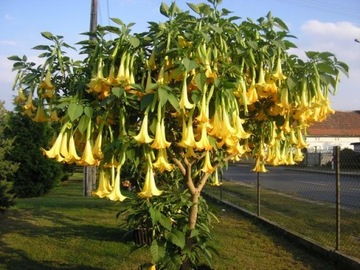 DATURA ŻÓŁTA SKLEP_TULIPAN.