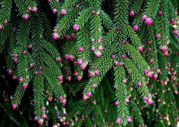 Ель кавказская Picea orientalis в горшке