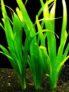 Valisneria gigantea akwa_fan