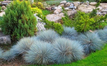 Овсяница голубая (Festuca glauca)