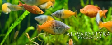 АЗОТ 250МЛ