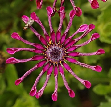 OSTEOSPERMUM SPIDER STOKROTKA .