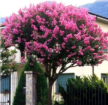 LAGERSTROEMIA INDICA KWITNIE 120 DNI W ROKU MIX KOLORÓW - 20 NASION