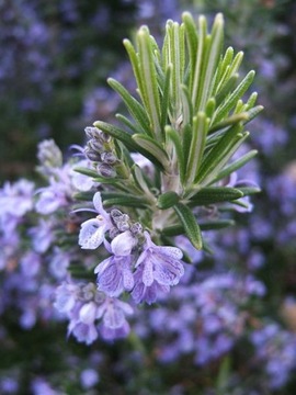 ROZMARYN LEKARSKI ROSMARINUS OFFICINALIS 50 NASION