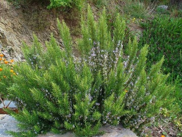 ROZMARYN LEKARSKI ROSMARINUS OFFICINALIS 50 NASION