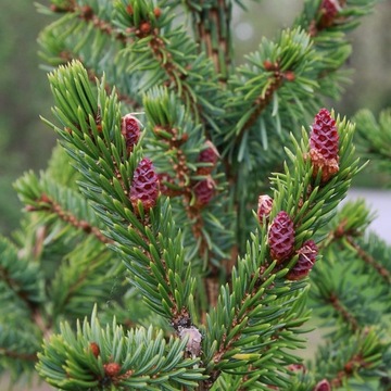 ЕЛЬ СЕРБСКАЯ Picea Omorika ИДЕАЛЬНА ДЛЯ РОЖДЕСТВЕНСКОЙ ЕЛКИ БОЛЬШОЙ ПОСАД 160см