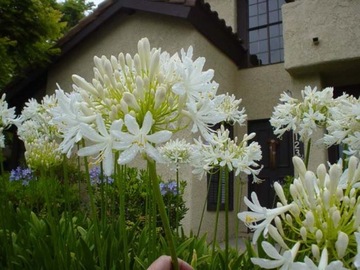 БЕЛАЯ АФРИКАНСКАЯ ЛИЛИЯ (AGAPANTHUS PRACOX ALBA) 5 СЕМЯН