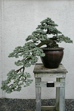 CEDR ATLASKI - CEDRUS ATLANTICA NA BONSAI 3 NASION