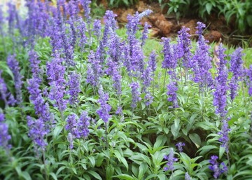 ШАЛФЕЙ (SALVIA OFFICINALIS) - 70 СЕМЯН