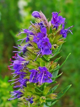 ИСОП САДОВЫЙ (HYSSOPUS OFFICINALIS) 200 СЕМЯН