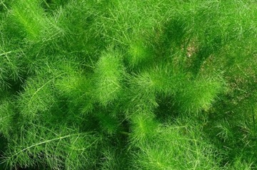 фенхель (FOENICULUM VULGARE)