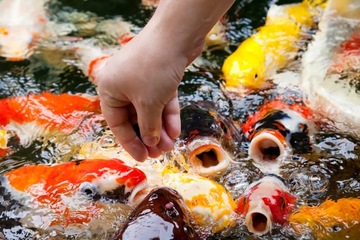 КОРМ ДЛЯ РЫБ ДЛЯ КАРПА KOI MIX POND