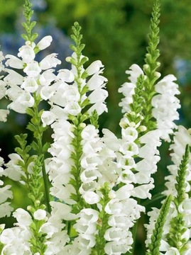 ODĘTKA WIRGINIJSKA ODM BIAŁA PHYSOSTEGIA VIRGINIANA VAR WHITE - 20 NASION