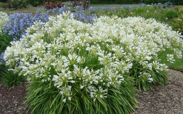 БЕЛАЯ АФРИКАНСКАЯ ЛИЛИЯ (AGAPANTHUS PRACOX ALBA) 5 СЕМЯН