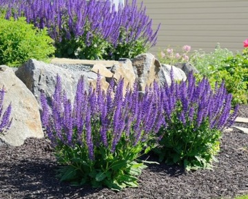 SZAŁWIA LEKARSKA (SALVIA OFFICINALIS) - 70 NASION