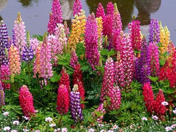 ŁUBIN TRWAŁY LUPINUS POLYPHYLLUS RUSSEL 40 NASION